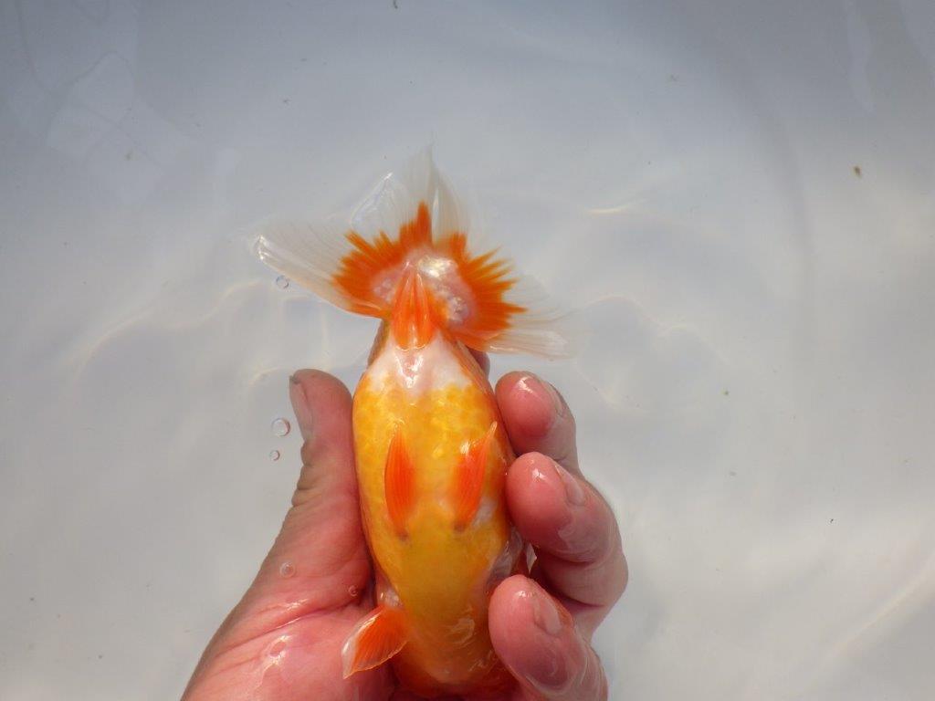 【全国大会上位入賞経験あり 三重 中井氏 作出】タネにお勧めの当歳らんちゅう 約13,5㎝ 四ッ尾 二本舵 オス?