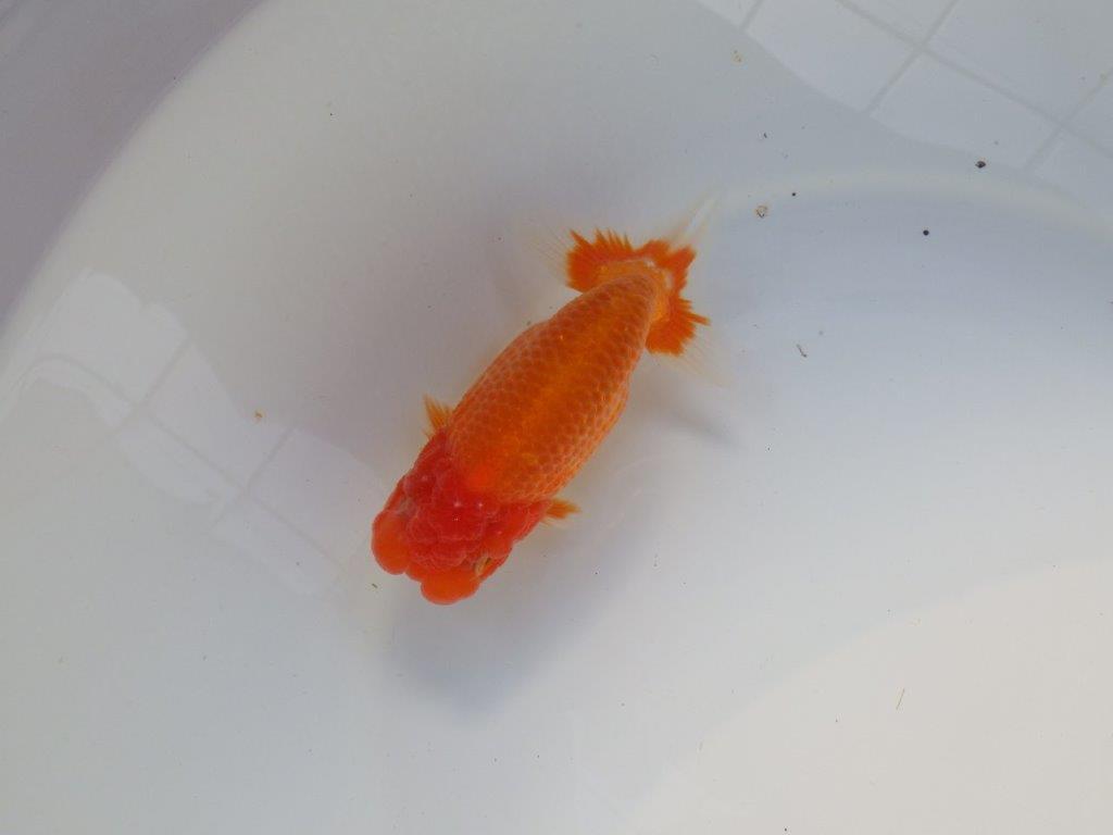 【全国大会上位入賞経験あり 三重 中井氏 作出】タネにお勧めの当歳らんちゅう 約13,5㎝ 四ッ尾 二本舵 オス?