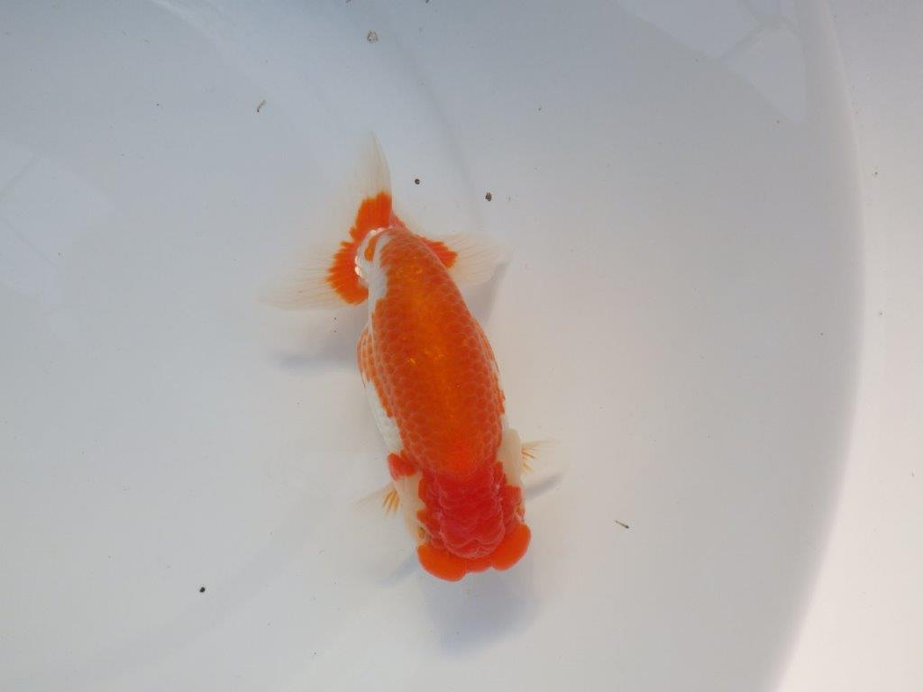 【全国大会上位入賞経験あり 三重 中井氏 作出】二歳で良くなる??当歳らんちゅう 約13㎝ 四ッ尾 二本舵 メス?