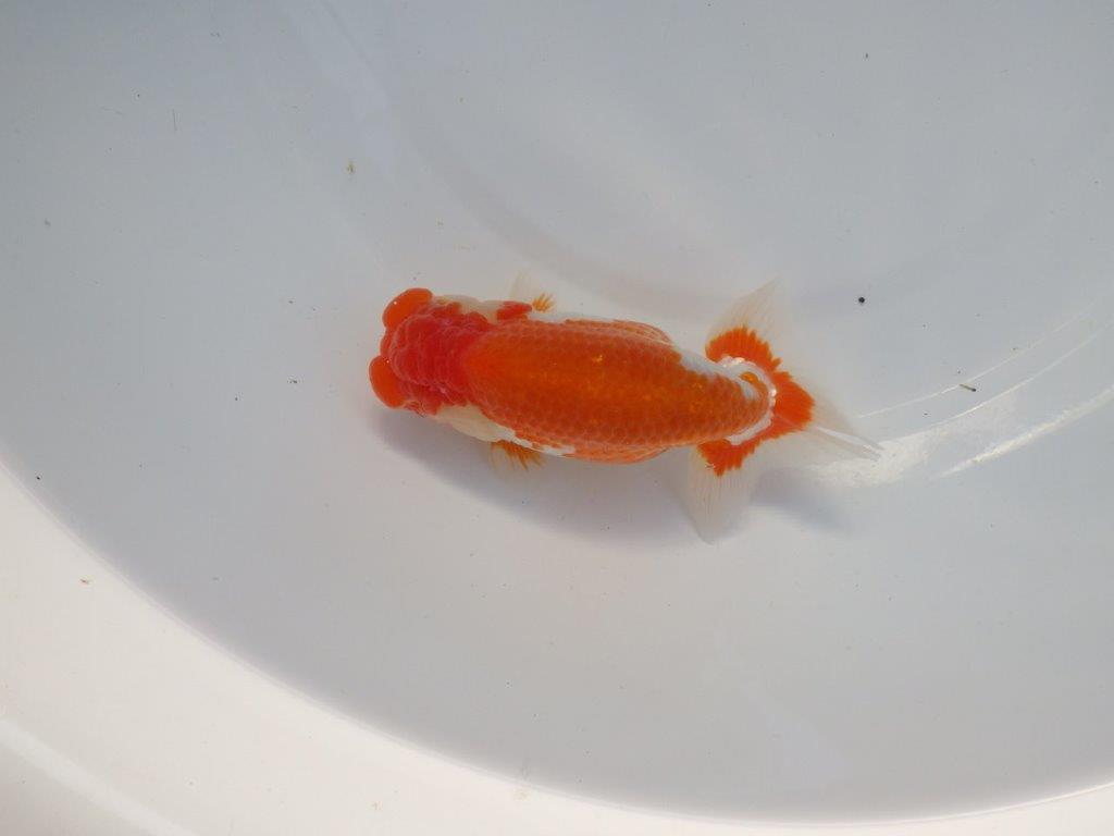 【全国大会上位入賞経験あり 三重 中井氏 作出】二歳で良くなる??当歳らんちゅう 約13㎝ 四ッ尾 二本舵 メス?