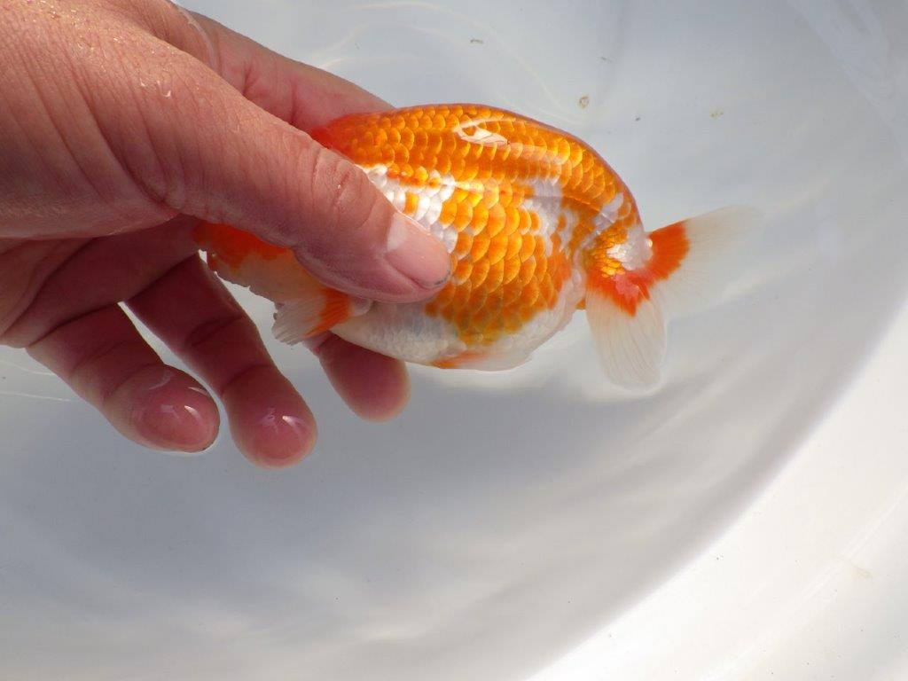 【全国大会上位入賞経験あり 三重 中井氏 作出】二歳で良くなる??当歳らんちゅう 約13㎝ 四ッ尾 二本舵 メス?