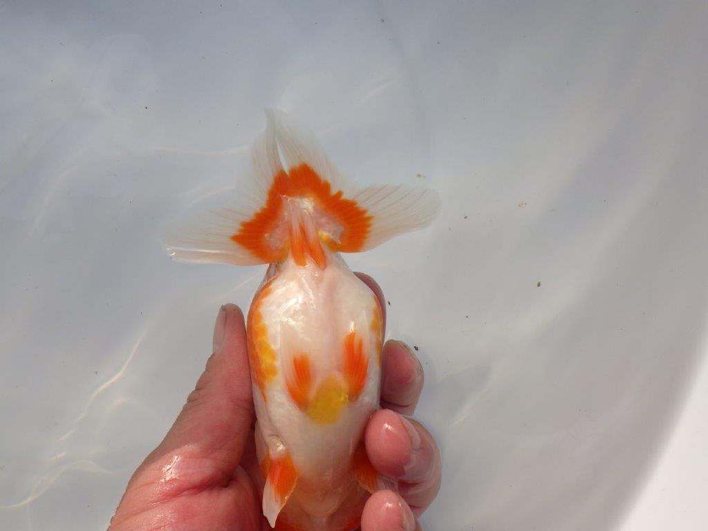 【全国大会上位入賞経験あり 三重 中井氏 作出】二歳で良くなる??当歳らんちゅう 約13㎝ 四ッ尾 二本舵 メス?