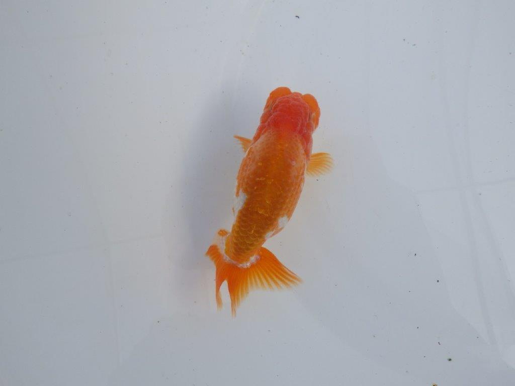 【全国大会上位入賞経験あり 三重 森岡氏 作出】当歳らんちゅうA 約11㎝ 四ッ尾 二本舵 オス?