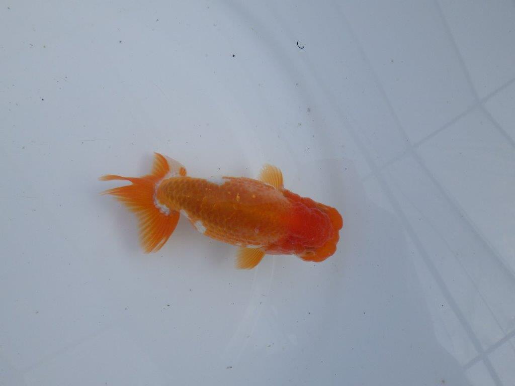 【全国大会上位入賞経験あり 三重 森岡氏 作出】当歳らんちゅうA 約11㎝ 四ッ尾 二本舵 オス?