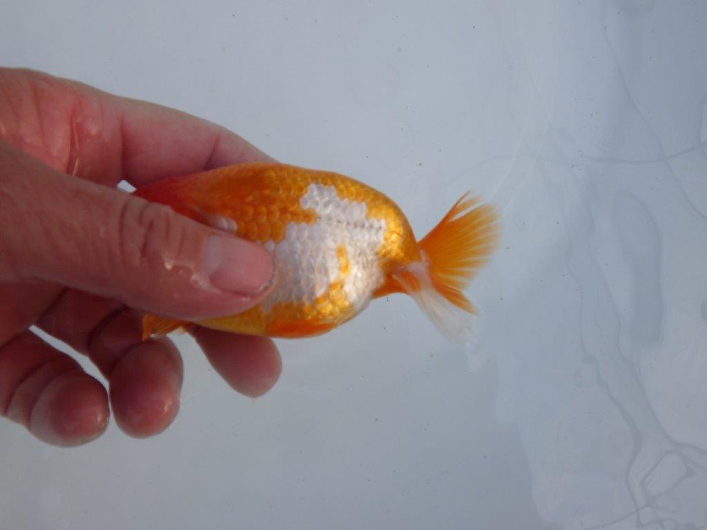 【全国大会上位入賞経験あり 三重 森岡氏 作出】当歳らんちゅうA 約11㎝ 四ッ尾 二本舵 オス?