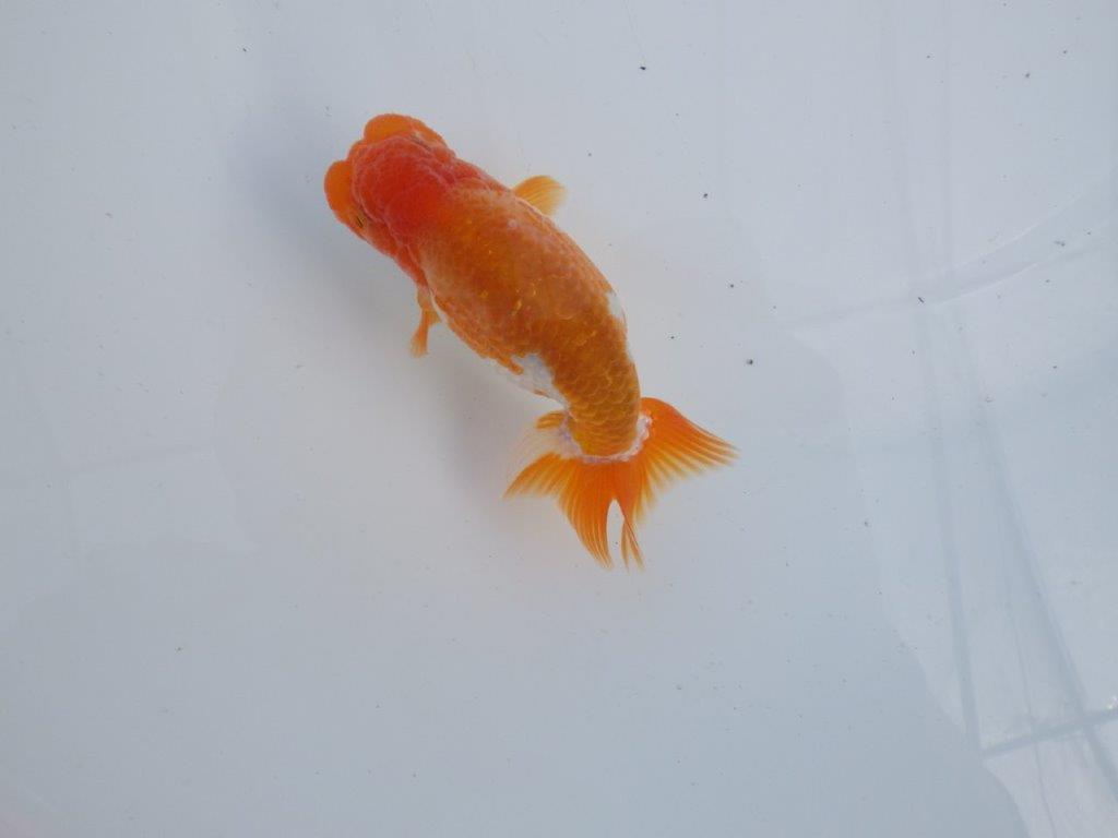 【全国大会上位入賞経験あり 三重 森岡氏 作出】当歳らんちゅうA 約11㎝ 四ッ尾 二本舵 オス?