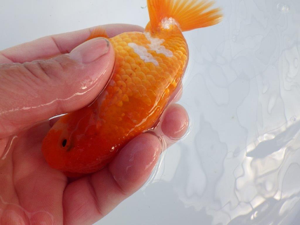 【全国大会上位入賞経験あり 三重 森岡氏 作出】当歳らんちゅうA 約11㎝ 四ッ尾 二本舵 オス?