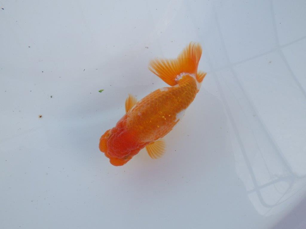 【全国大会上位入賞経験あり 三重 森岡氏 作出】当歳らんちゅうA 約11㎝ 四ッ尾 二本舵 オス?