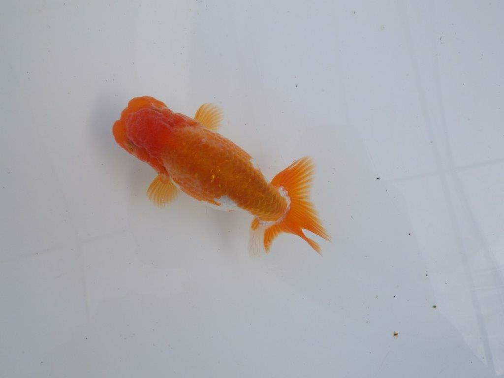 【全国大会上位入賞経験あり 三重 森岡氏 作出】当歳らんちゅうA 約11㎝ 四ッ尾 二本舵 オス?