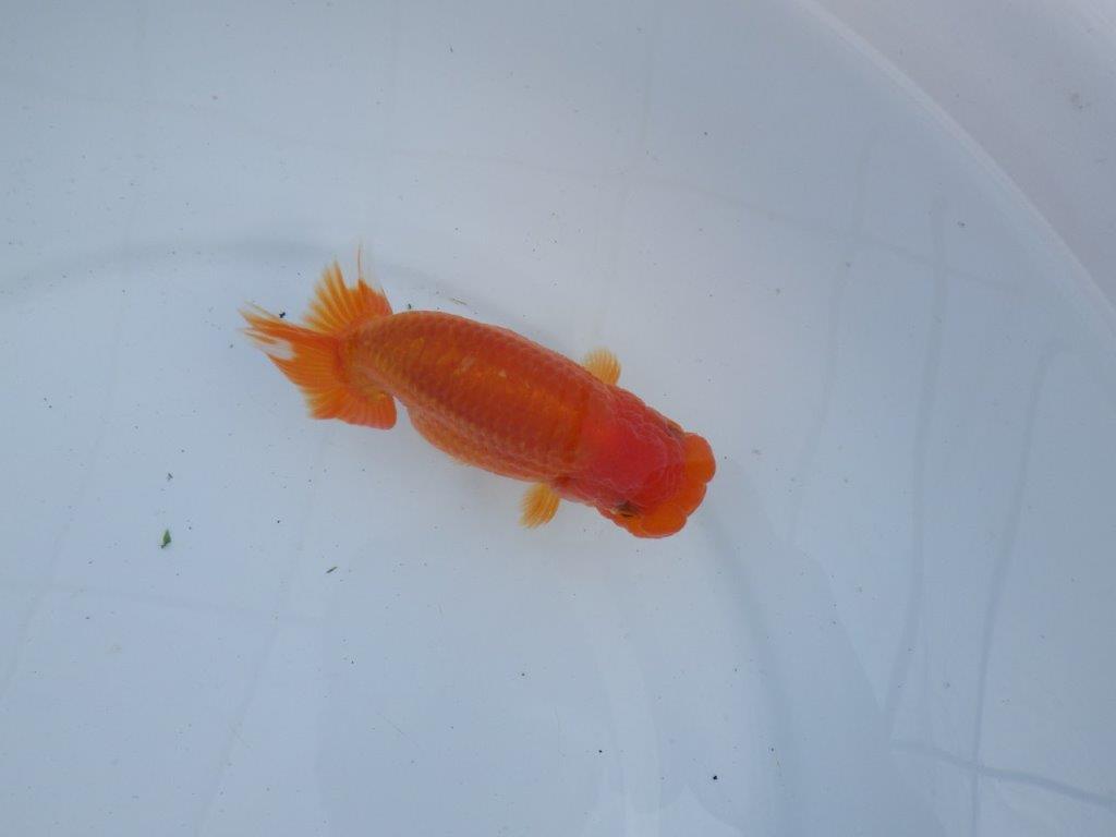 【全国大会上位入賞経験あり 三重　森岡氏　作出】当歳らんちゅうB　約12,5㎝  四ッ尾　二本舵　メス？