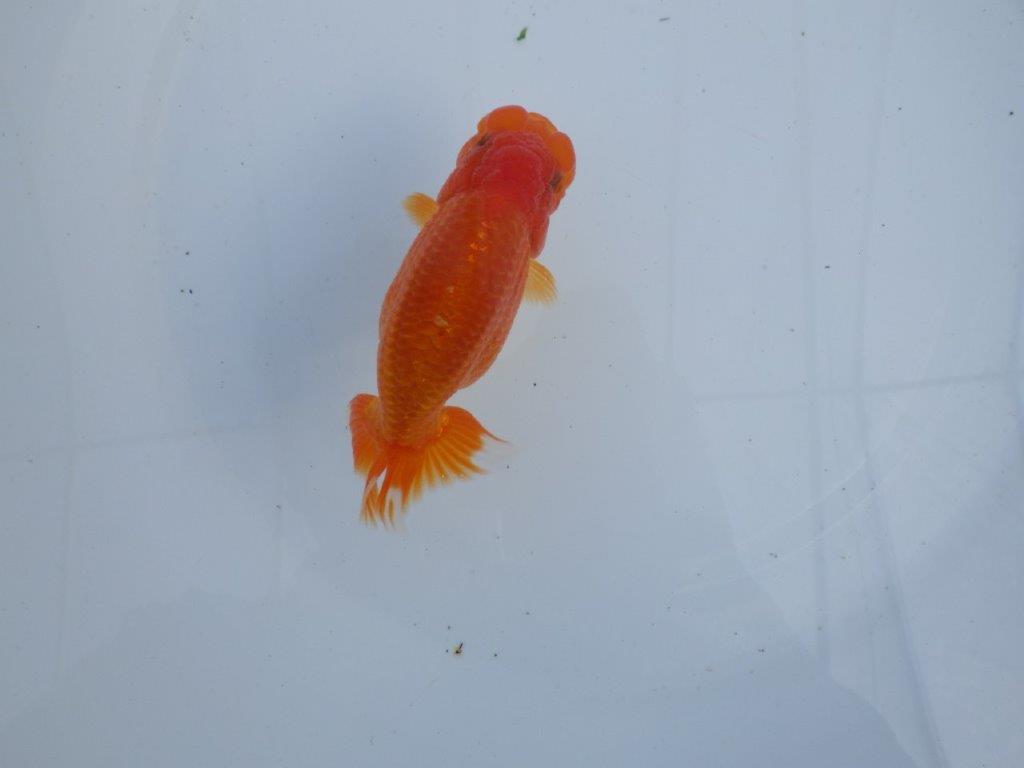 【全国大会上位入賞経験あり 三重　森岡氏　作出】当歳らんちゅうB　約12,5㎝  四ッ尾　二本舵　メス？