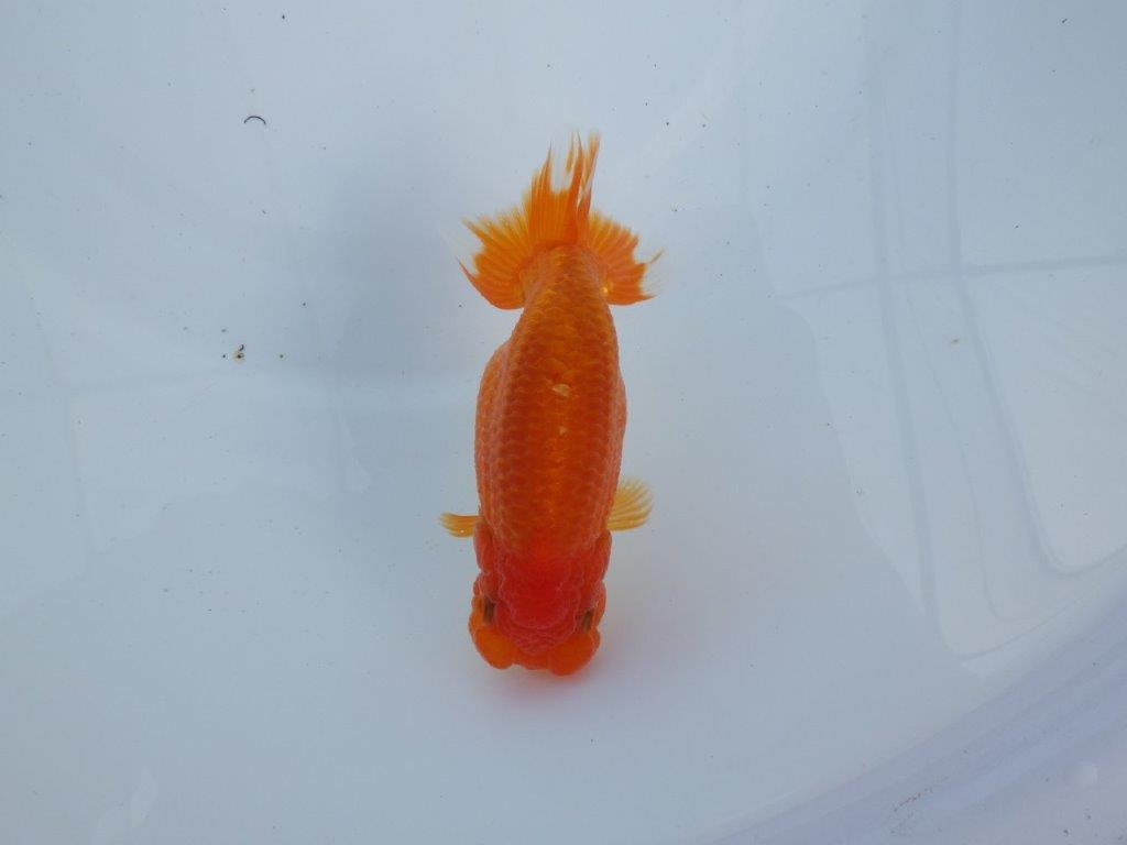 【全国大会上位入賞経験あり 三重　森岡氏　作出】当歳らんちゅうB　約12,5㎝  四ッ尾　二本舵　メス？