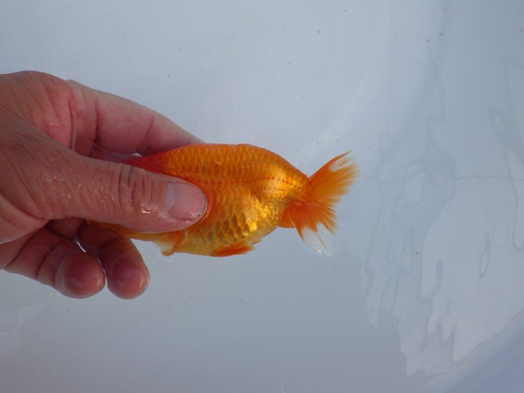 【全国大会上位入賞経験あり 三重　森岡氏　作出】当歳らんちゅうB　約12,5㎝  四ッ尾　二本舵　メス？