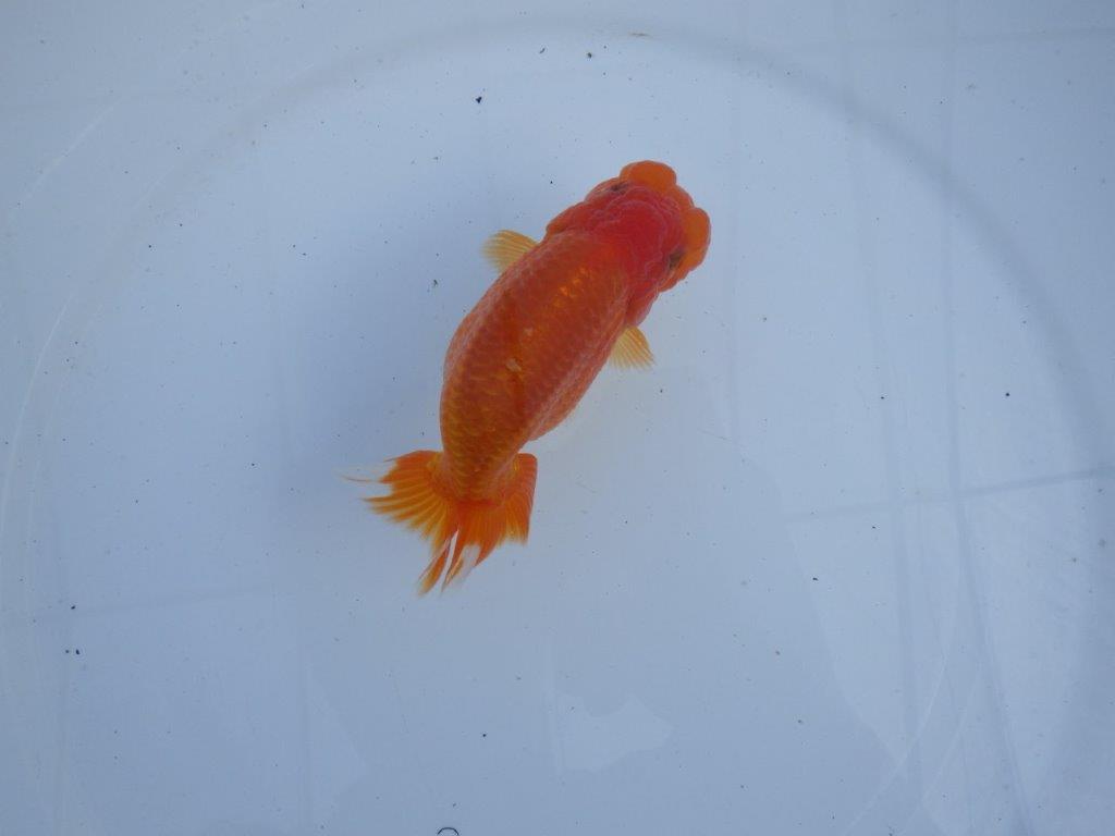 【全国大会上位入賞経験あり 三重　森岡氏　作出】当歳らんちゅうB　約12,5㎝  四ッ尾　二本舵　メス？