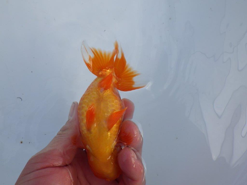 【全国大会上位入賞経験あり 三重　森岡氏　作出】当歳らんちゅうB　約12,5㎝  四ッ尾　二本舵　メス？