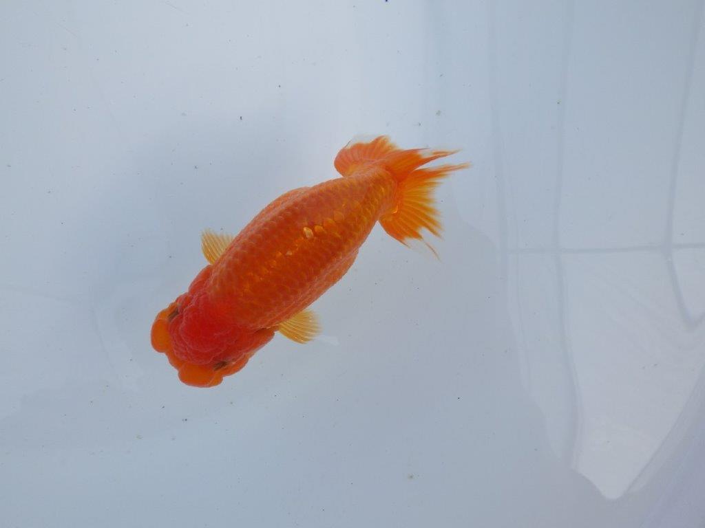 【全国大会上位入賞経験あり 三重　森岡氏　作出】当歳らんちゅうB　約12,5㎝  四ッ尾　二本舵　メス？