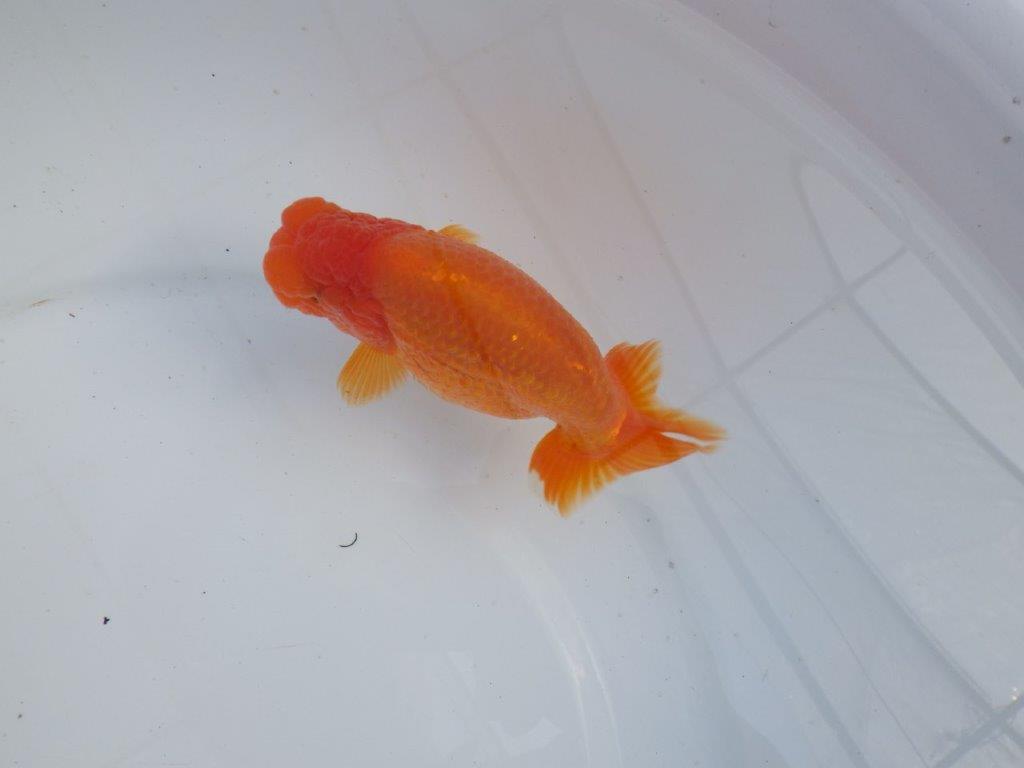 【全国大会上位入賞経験あり 三重　森岡氏　作出】当歳らんちゅうC　約12,5㎝  四ッ尾　二本舵　オス？