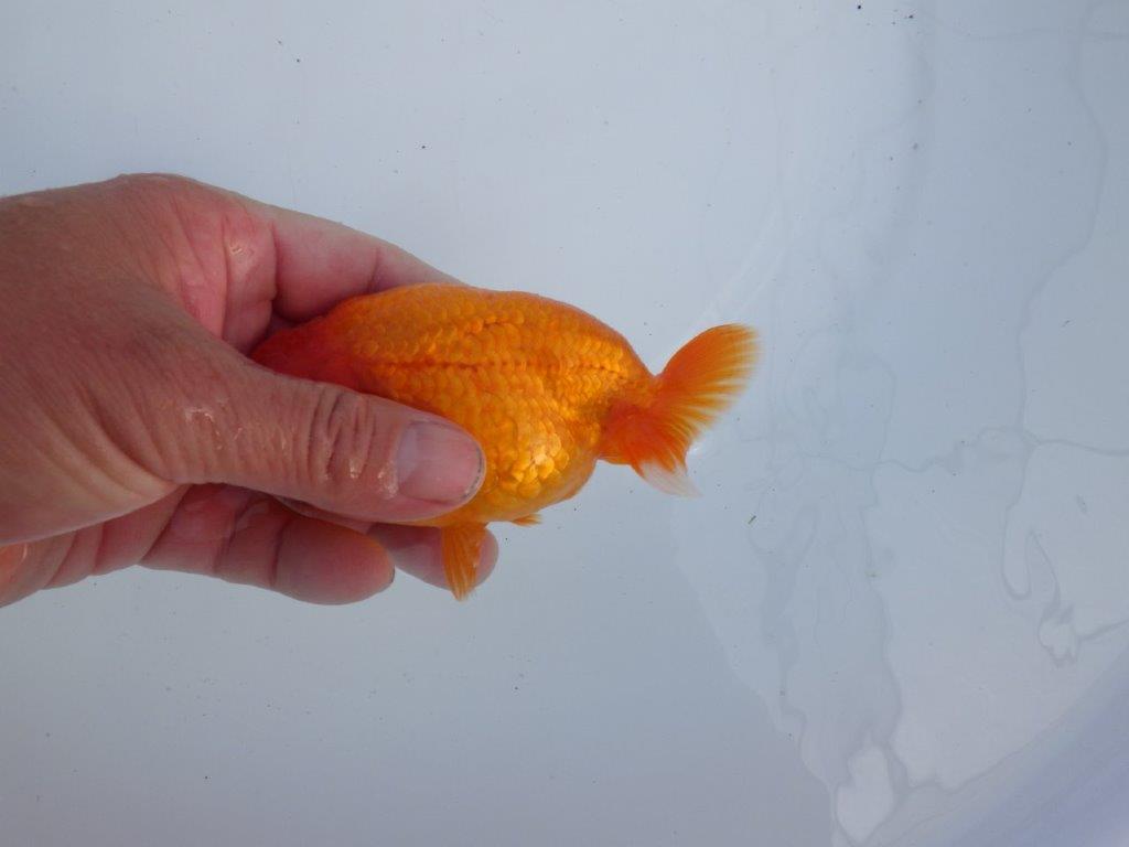 【全国大会上位入賞経験あり 三重　森岡氏　作出】当歳らんちゅうC　約12,5㎝  四ッ尾　二本舵　オス？