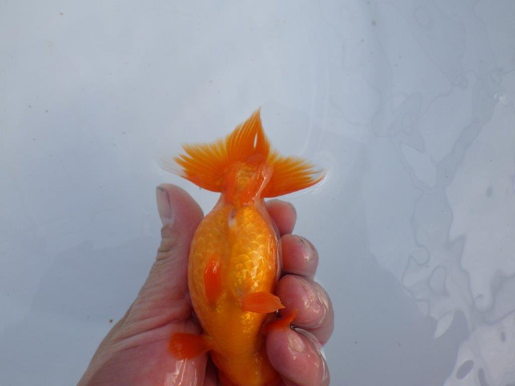 【全国大会上位入賞経験あり 三重　森岡氏　作出】当歳らんちゅうC　約12,5㎝  四ッ尾　二本舵　オス？