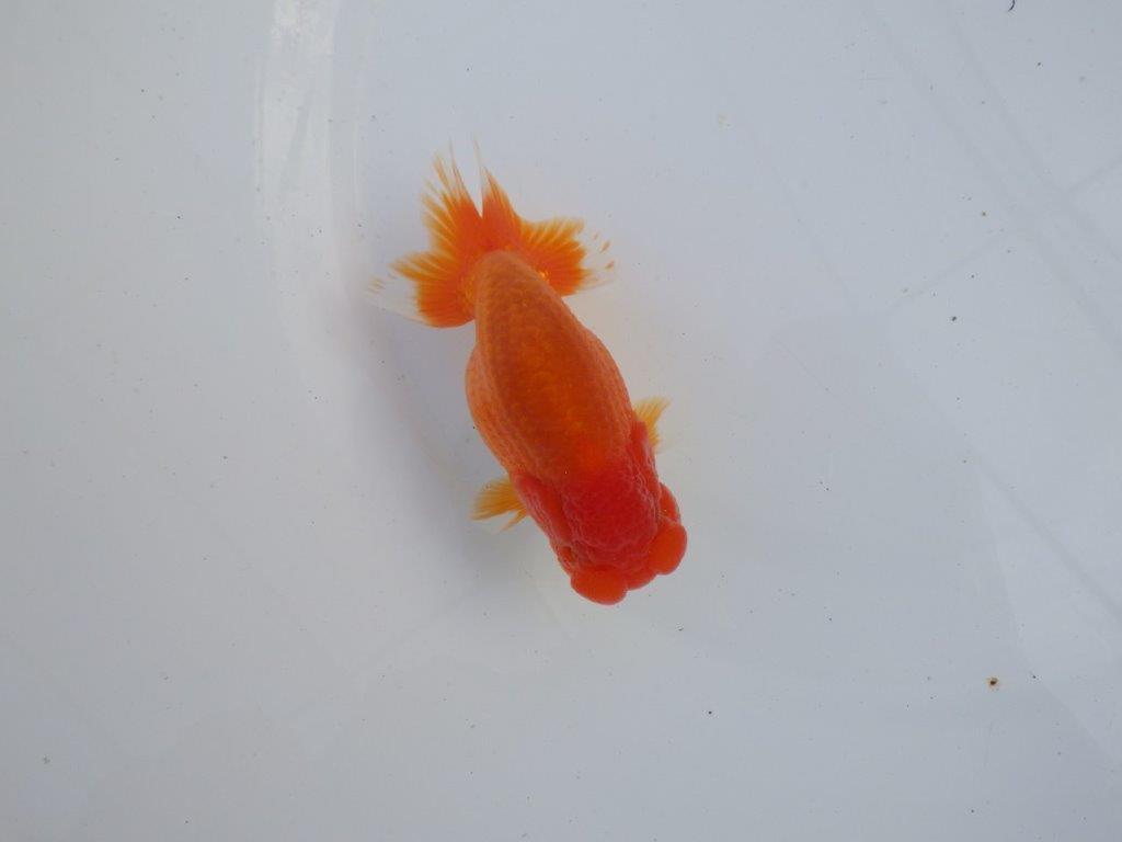 【全国大会上位入賞経験あり 三重　森岡氏　作出】当歳らんちゅう　E　約12,5㎝  四ッ尾　二本舵　オス？