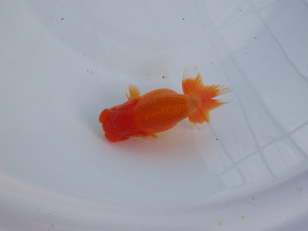 【全国大会上位入賞経験あり 三重　森岡氏　作出】当歳らんちゅう　E　約12,5㎝  四ッ尾　二本舵　オス？