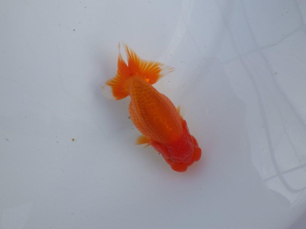 【全国大会上位入賞経験あり 三重　森岡氏　作出】当歳らんちゅう　E　約12,5㎝  四ッ尾　二本舵　オス？