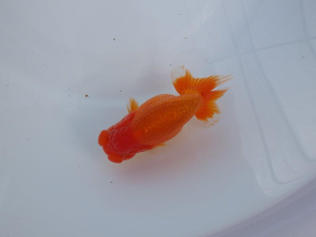 【全国大会上位入賞経験あり 三重　森岡氏　作出】当歳らんちゅう　E　約12,5㎝  四ッ尾　二本舵　オス？の上身