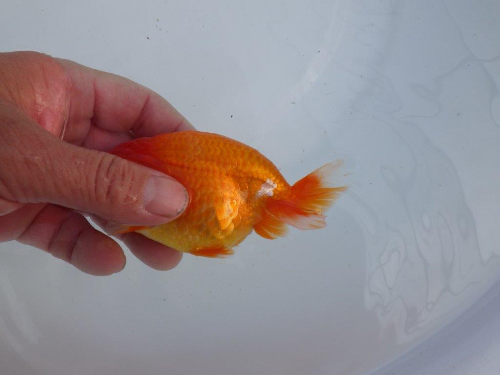 【全国大会上位入賞経験あり 三重　森岡氏　作出】当歳らんちゅう　E　約12,5㎝  四ッ尾　二本舵　オス？