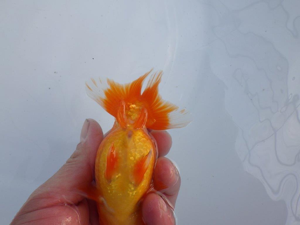 【全国大会上位入賞経験あり 三重　森岡氏　作出】当歳らんちゅう　E　約12,5㎝  四ッ尾　二本舵　オス？