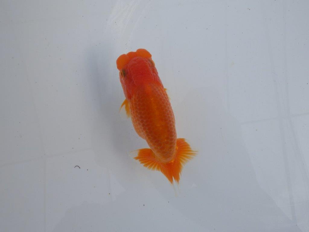 【全国大会上位入賞経験あり 三重 森岡氏 作出】当歳らんちゅう F 約12㎝ 四ッ尾 二本舵 オス?