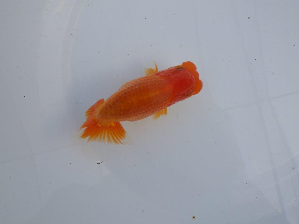 【全国大会上位入賞経験あり 三重 森岡氏 作出】当歳らんちゅう F 約12㎝ 四ッ尾 二本舵 オス?