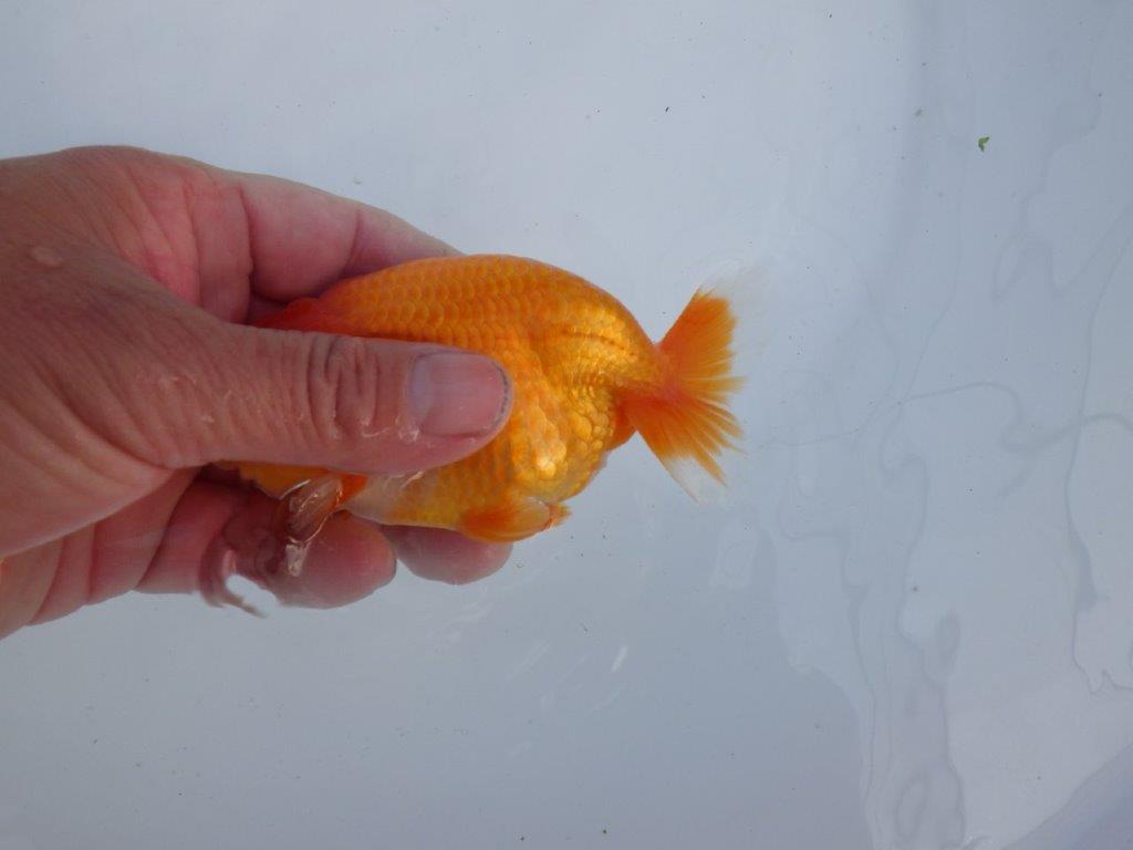 【全国大会上位入賞経験あり 三重 森岡氏 作出】当歳らんちゅう F 約12㎝ 四ッ尾 二本舵 オス?