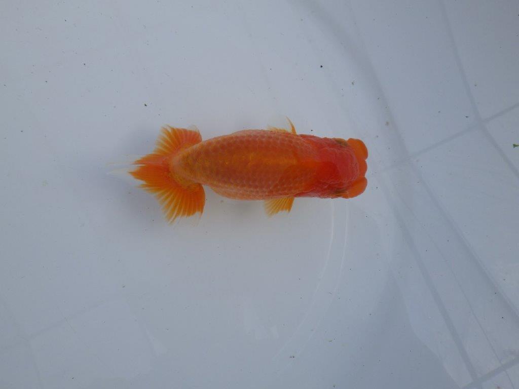 【全国大会上位入賞経験あり 三重 森岡氏 作出】当歳らんちゅう F 約12㎝ 四ッ尾 二本舵 オス?