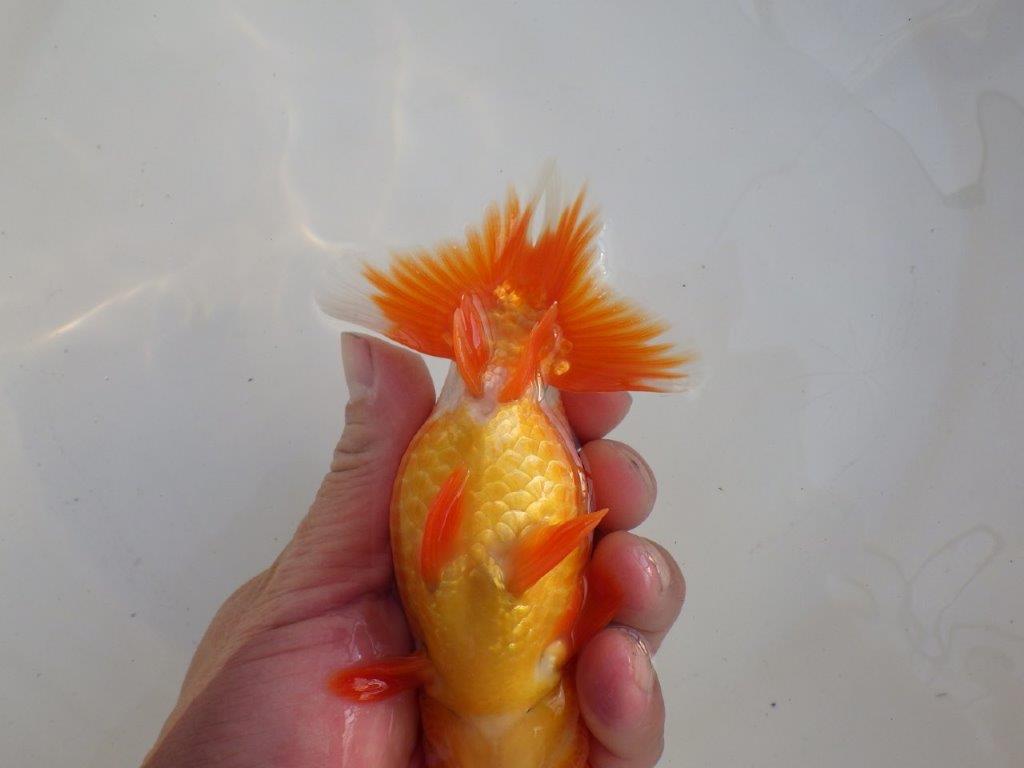 【愛知超ベテランブリーダー　都築氏　作出】お勧め当歳らんちゅう　約13,5㎝  四ッ尾　二本舵　オス？