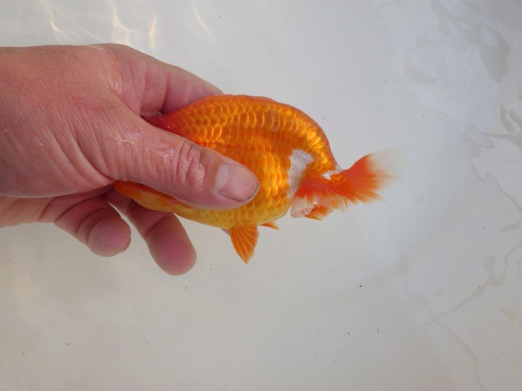 【愛知超ベテランブリーダー　都築氏　作出】お勧め当歳らんちゅう　約13,5㎝  四ッ尾　二本舵　オス？