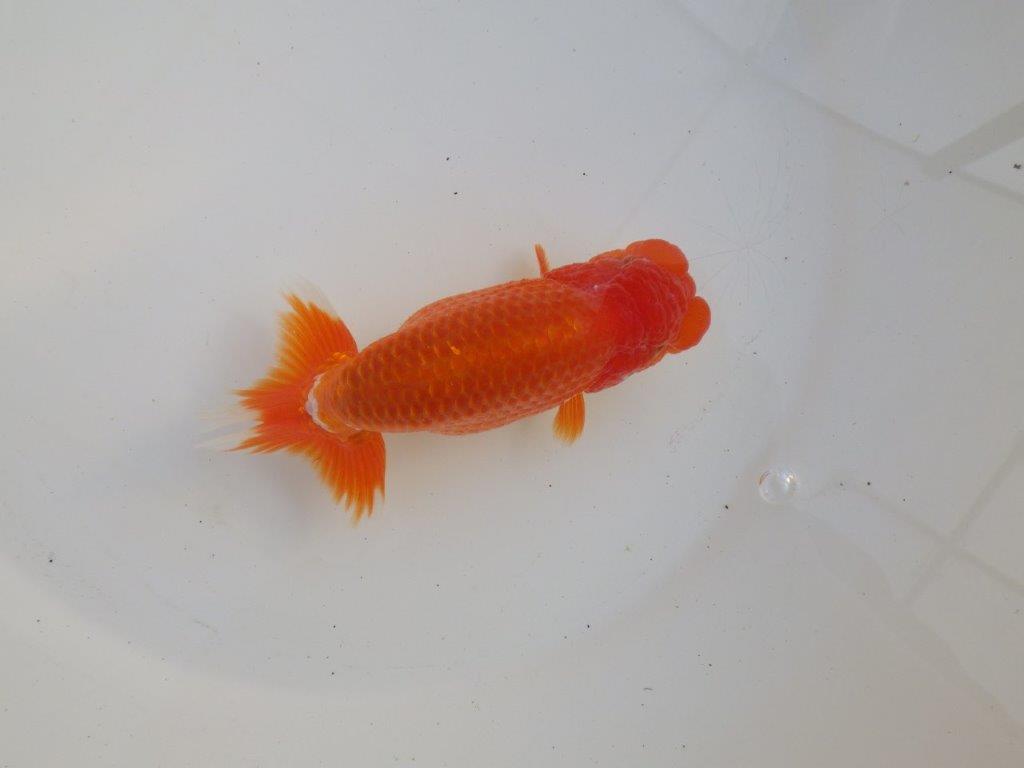 【愛知超ベテランブリーダー　都築氏　作出】お勧め当歳らんちゅう　約13,5㎝  四ッ尾　二本舵　オス？