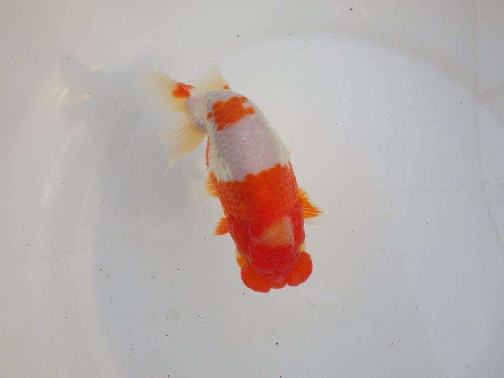 【愛知超ベテランブリーダー 都築氏 作出】インパクトのある当歳らんちゅう 約13,5㎝ 四ッ尾 二本舵 オス?