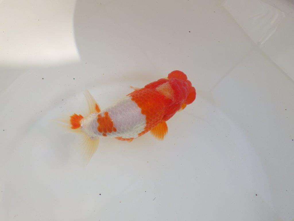 【愛知超ベテランブリーダー 都築氏 作出】インパクトのある当歳らんちゅう 約13,5㎝ 四ッ尾 二本舵 オス?