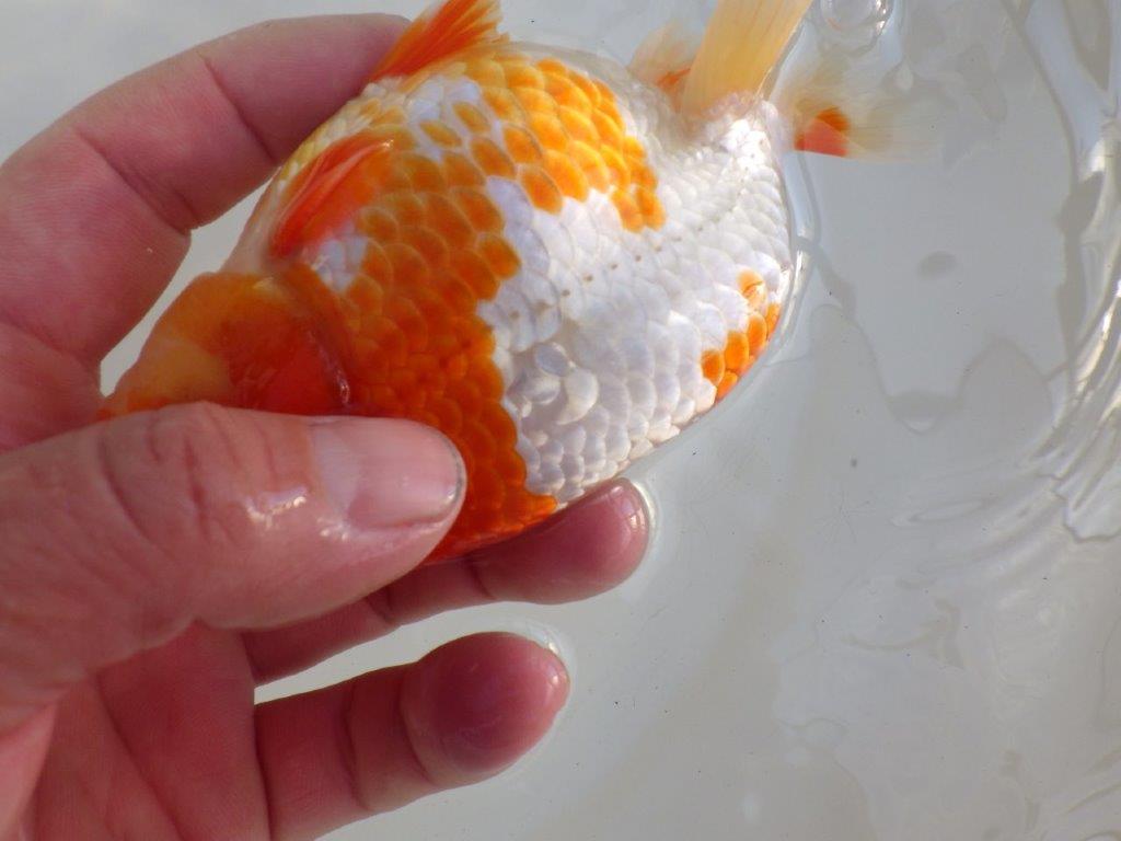 【愛知超ベテランブリーダー 都築氏 作出】インパクトのある当歳らんちゅう 約13,5㎝ 四ッ尾 二本舵 オス?