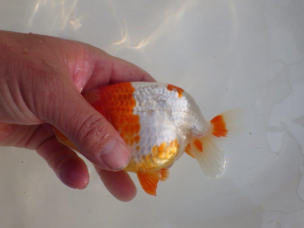 【愛知超ベテランブリーダー 都築氏 作出】インパクトのある当歳らんちゅう 約13,5㎝ 四ッ尾 二本舵 オス?