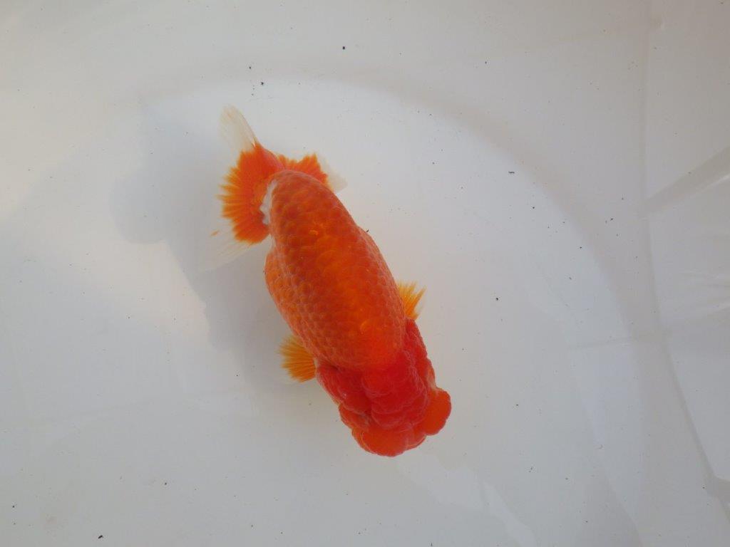 【愛知超ベテランブリーダー　都築氏　作出】二歳仕上げ？当歳らんちゅう　約13,5㎝  四ッ尾　二本舵　オス？