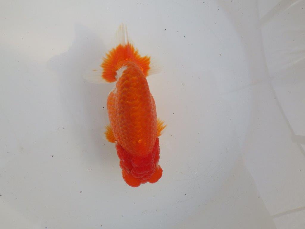 【愛知超ベテランブリーダー　都築氏　作出】二歳仕上げ？当歳らんちゅう　約13,5㎝  四ッ尾　二本舵　オス？