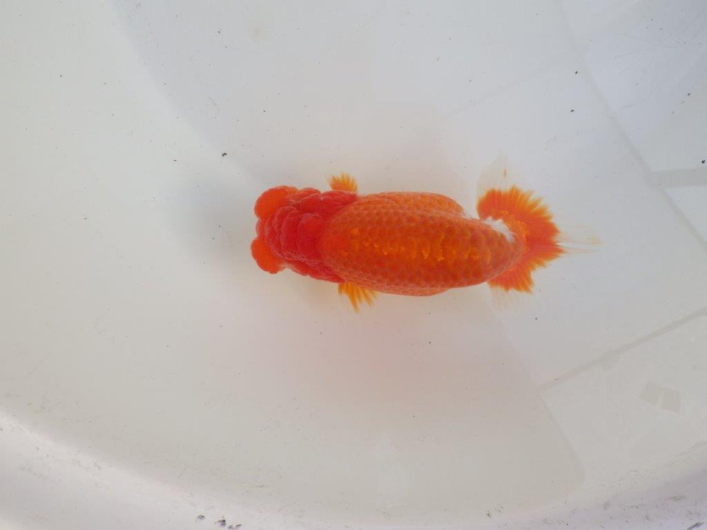 【愛知超ベテランブリーダー　都築氏　作出】二歳仕上げ？当歳らんちゅう　約13,5㎝  四ッ尾　二本舵　オス？