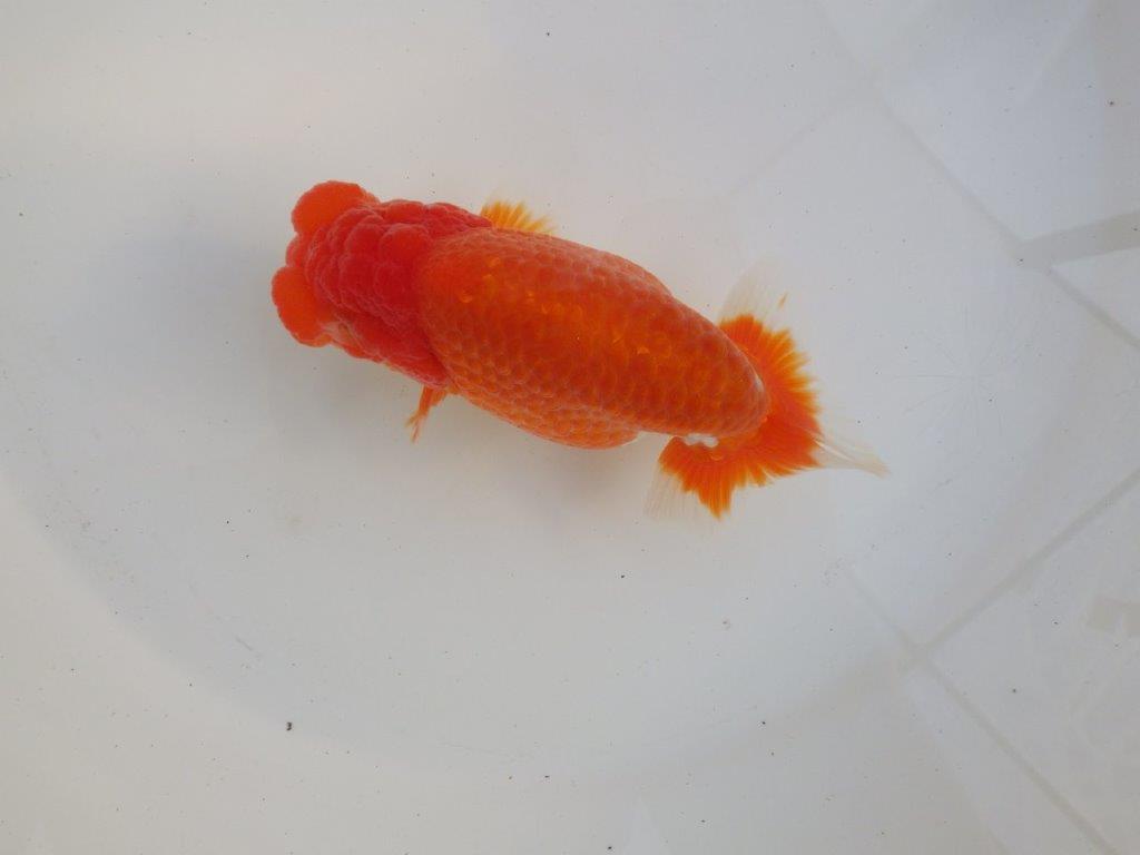 【愛知超ベテランブリーダー　都築氏　作出】二歳仕上げ？当歳らんちゅう　約13,5㎝  四ッ尾　二本舵　オス？