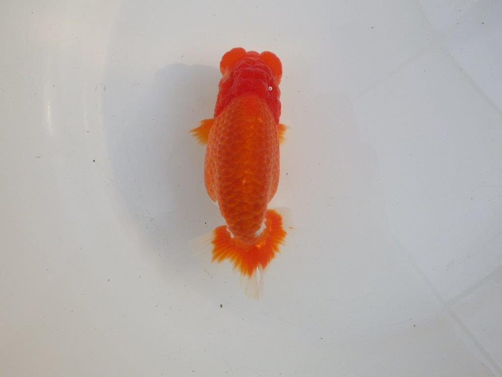 【愛知超ベテランブリーダー　都築氏　作出】二歳仕上げ？当歳らんちゅう　約13,5㎝  四ッ尾　二本舵　オス？