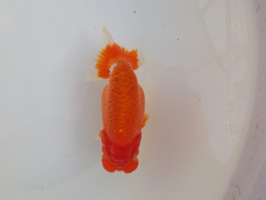 【愛知超ベテランブリーダー　都築氏　作出】二歳仕上げ？当歳らんちゅう　約13,5㎝  四ッ尾　二本舵　オス？