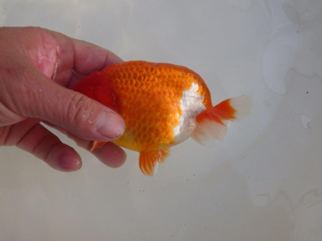 【愛知超ベテランブリーダー　都築氏　作出】二歳仕上げ？当歳らんちゅう　約13,5㎝  四ッ尾　二本舵　オス？