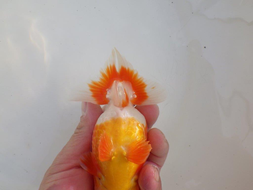 【愛知超ベテランブリーダー　都築氏　作出】二歳仕上げ？当歳らんちゅう　約13,5㎝  四ッ尾　二本舵　オス？