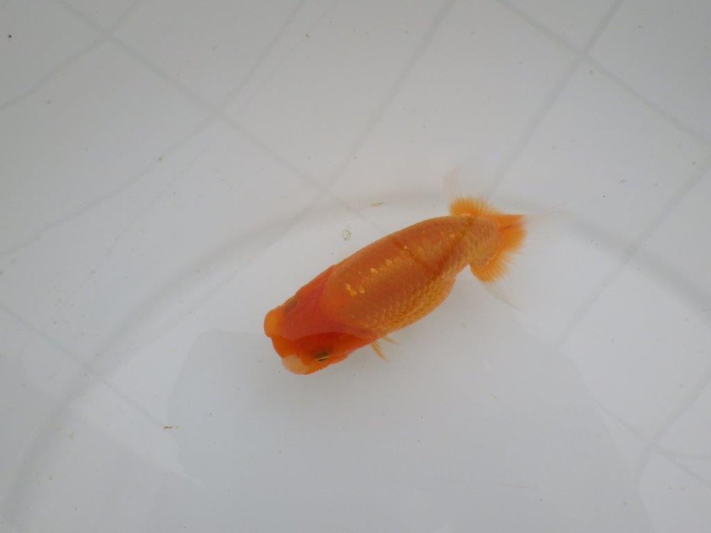 【愛知　井戸氏作出】当歳らんちゅう　A　約11㎝  四ッ尾　二本舵　メス？