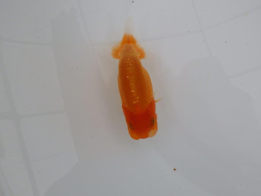 【愛知　井戸氏作出】当歳らんちゅう　A　約11㎝  四ッ尾　二本舵　メス？